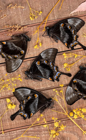 Specimen | Papilio Ulysses Swallowtail Butterfly