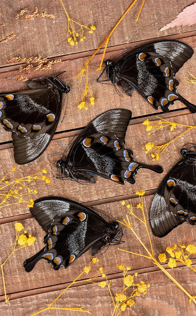 Specimen | Papilio Ulysses Swallowtail Butterfly