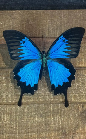 Specimen | Papilio Ulysses Swallowtail Butterfly