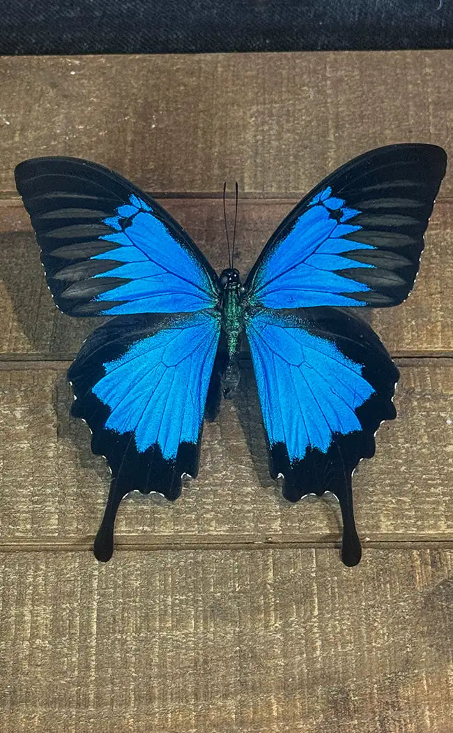 Specimen | Papilio Ulysses Swallowtail Butterfly