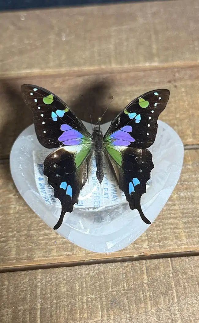 Specimen | Purple Spotted Swallowtail Butterfly