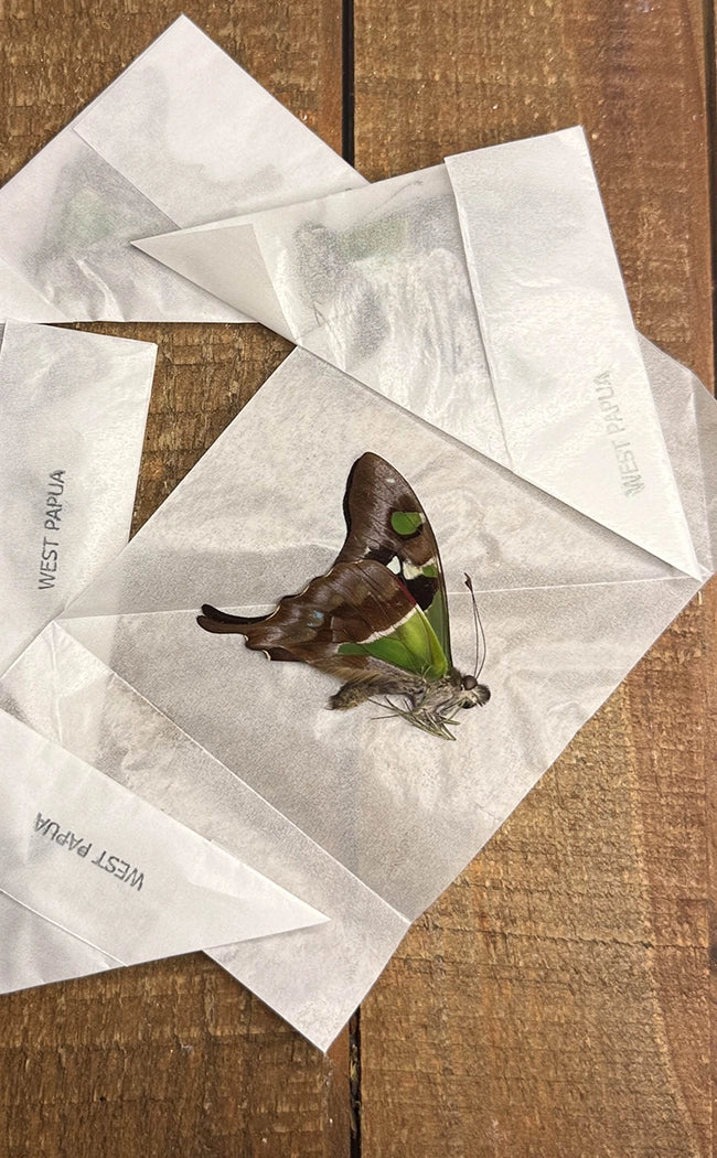 Specimen | Purple Spotted Swallowtail Butterfly