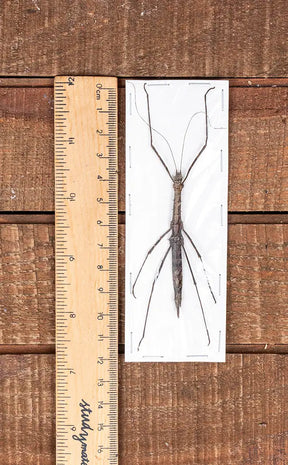 Specimen | Rare Stick Insect (Neopromachus arfacianus)