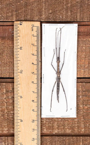 Specimen | Rare Stick Insect (Neopromachus arfacianus)