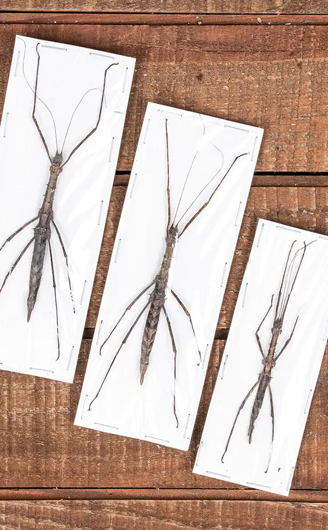 Specimen | Rare Stick Insect (Neopromachus arfacianus)