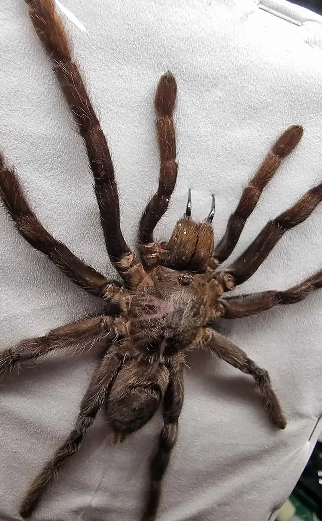 Specimen | Real Tarantula Spider Taxidermy