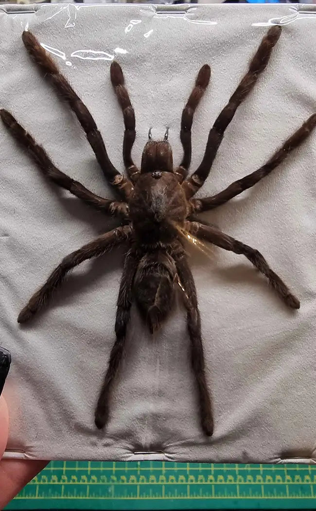 Specimen | Real Tarantula Spider Taxidermy