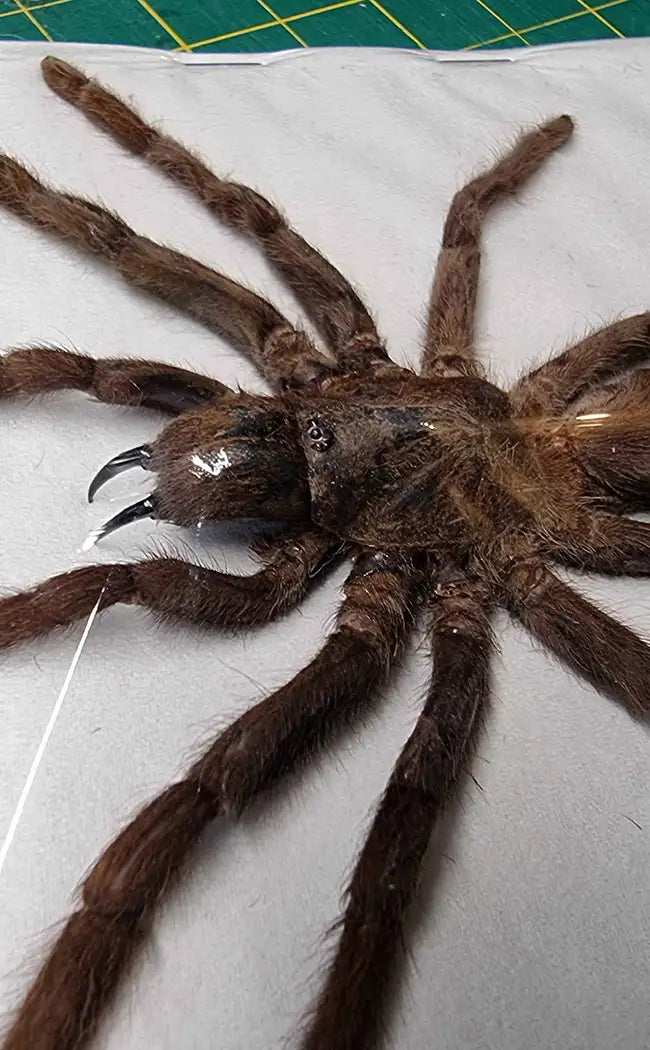 Specimen | Real Tarantula Spider Taxidermy