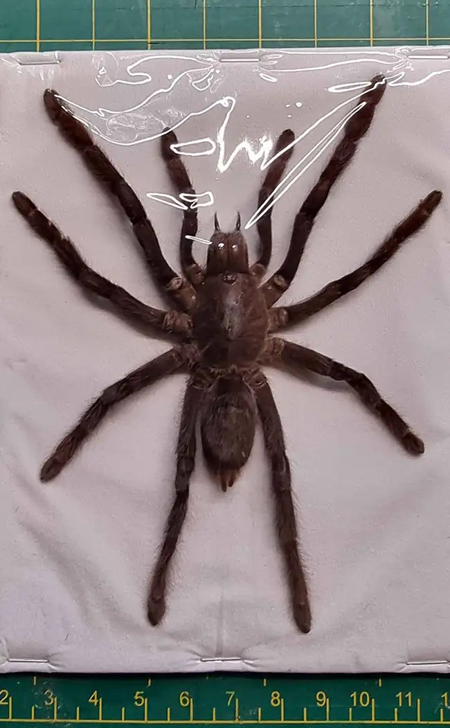 Specimen | Real Tarantula Spider Taxidermy