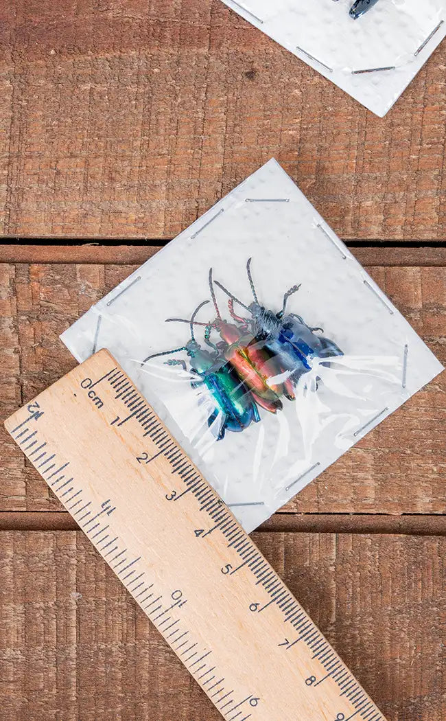 Specimen Trio | Metallic Frog Leg Beetles