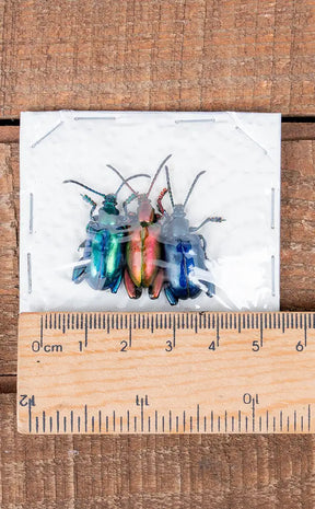 Specimen Trio | Metallic Frog Leg Beetles