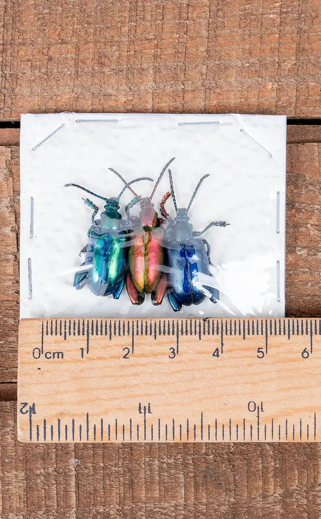 Specimen Trio | Metallic Frog Leg Beetles