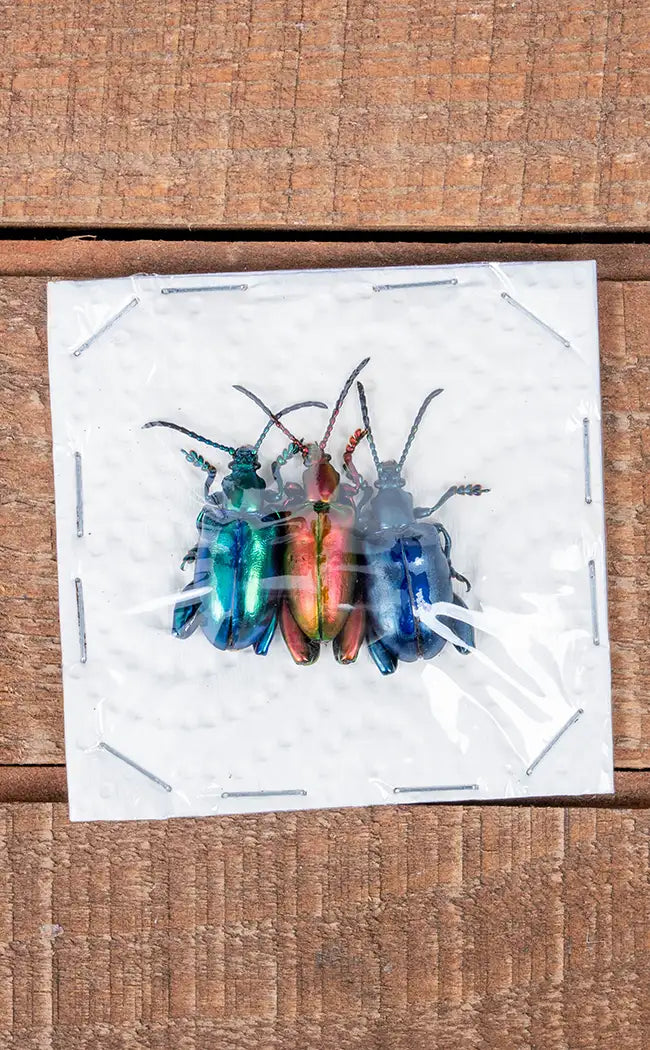 Specimen Trio | Metallic Frog Leg Beetles