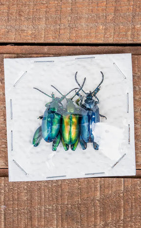 Specimen Trio | Metallic Frog Leg Beetles