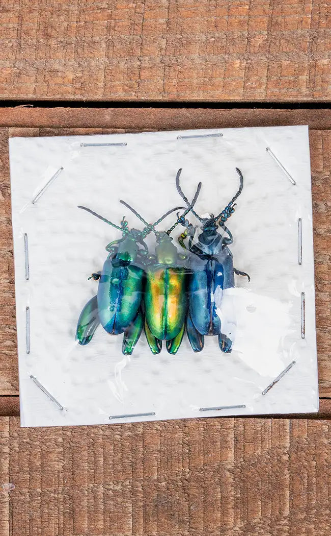 Specimen Trio | Metallic Frog Leg Beetles
