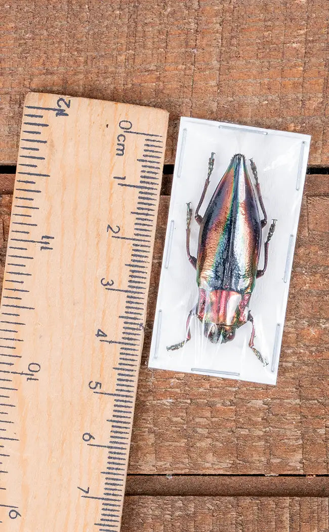 Specimen | XL Aurora Jewel Beetle (Cyphogastra javanica)