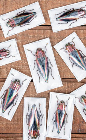 Specimen | XL Aurora Jewel Beetle (Cyphogastra javanica)