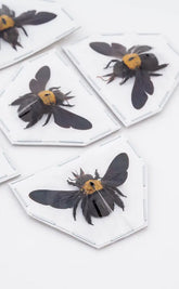 Specimen | Yellow Spot Carpenter Bees (Xylocopa aestuans)