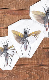 Specimen | Yellow Spotted Locust (Aularches punctatus)