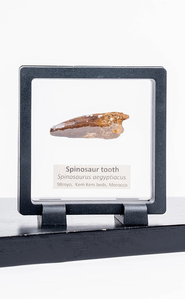 Spinosaurus Tooth Fossil in Display Case-Oddities & Curiosities-Tragic Beautiful