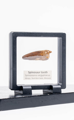 Spinosaurus Tooth Fossil in Display Case-Oddities & Curiosities-Tragic Beautiful