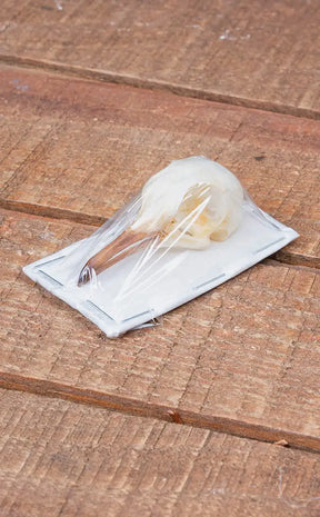 Spotted Dove Bird Skull