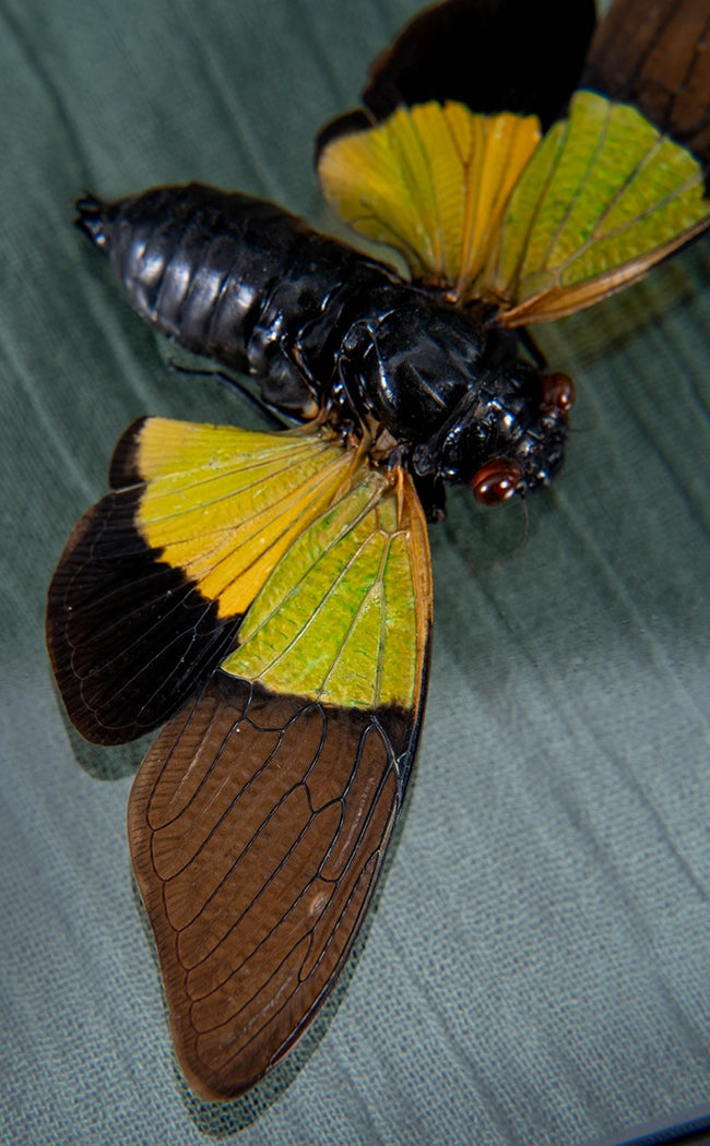 Stunning Yellow & Black Cicada in Display