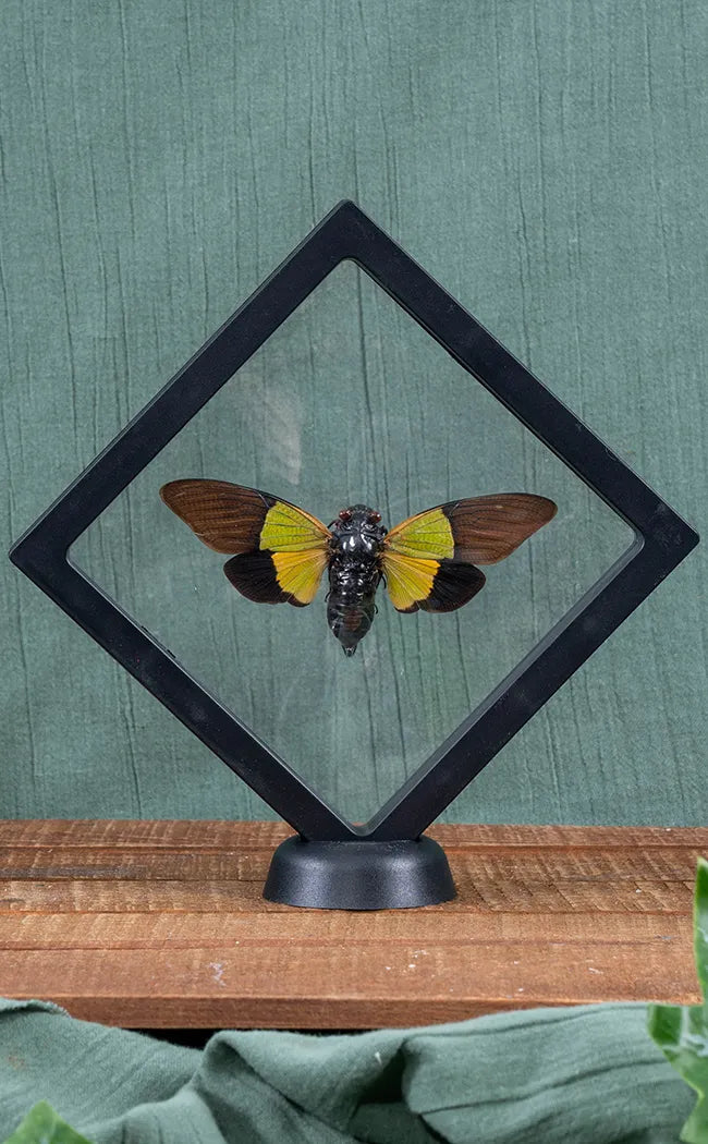 Stunning Yellow & Black Cicada in Display