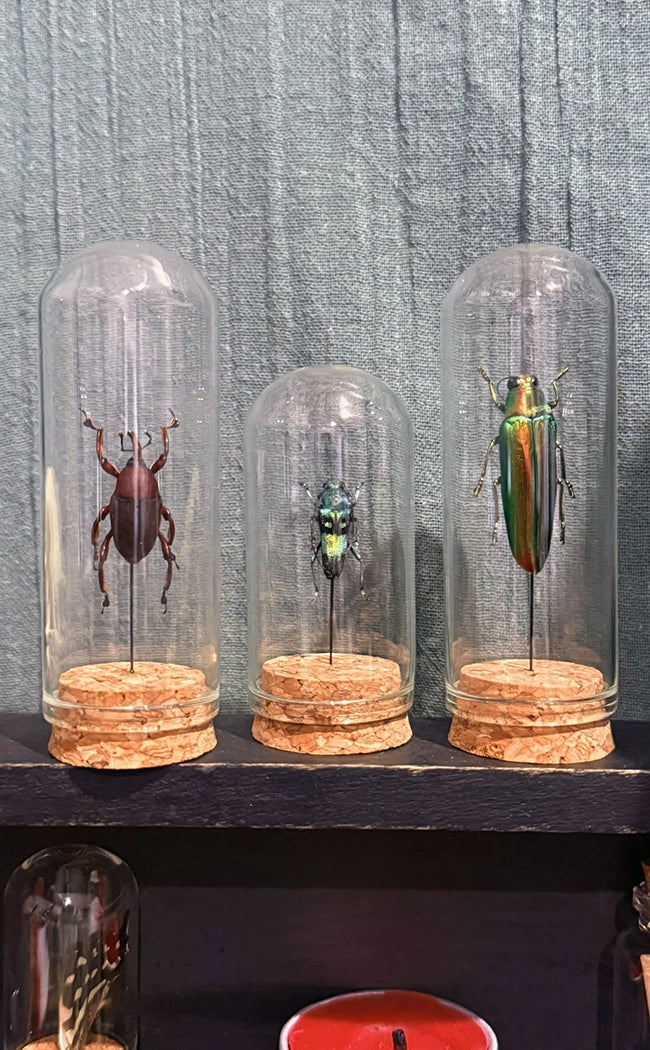 Taxidermy Mini | Beetles in Glass Domes