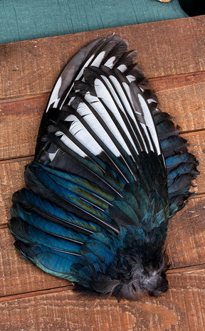 Taxidermy Pair of Magpie Wings