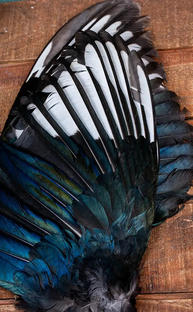 Taxidermy Pair of Magpie Wings