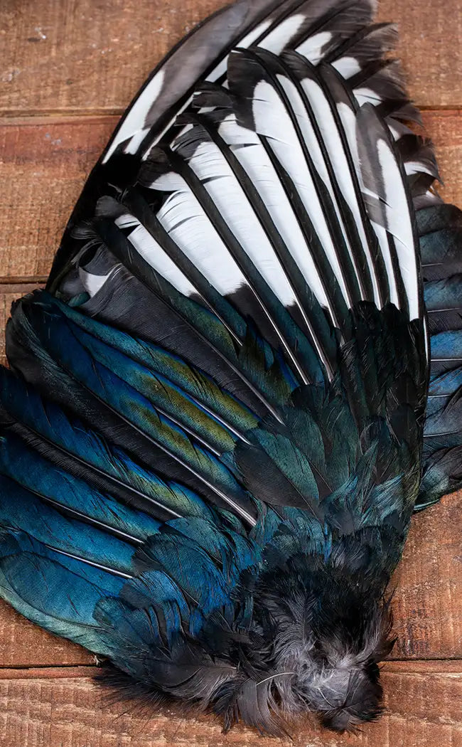Taxidermy Pair of Magpie Wings
