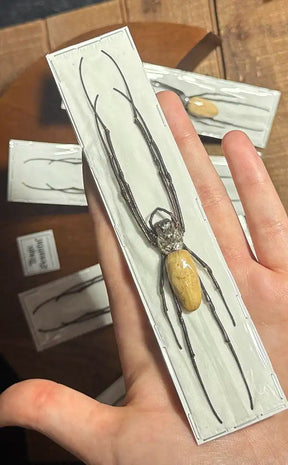 Taxidermy Specimen | Orb Weaver Spider