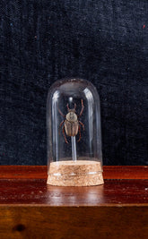 Taxidermy Stag Horned Beetle in Glass Dome