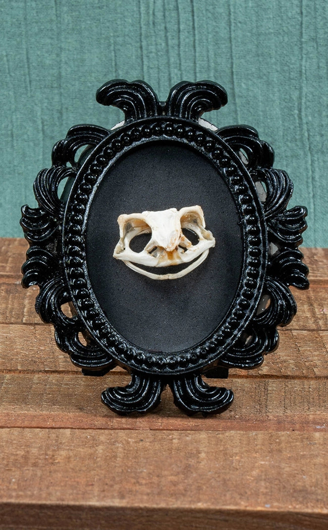 Toad Scull Toad Skull in Mini Vintage Frame