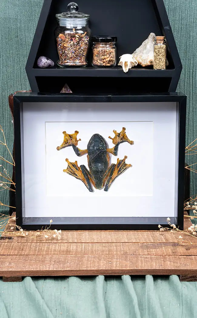 Tree Frog in Shadow Box Frame