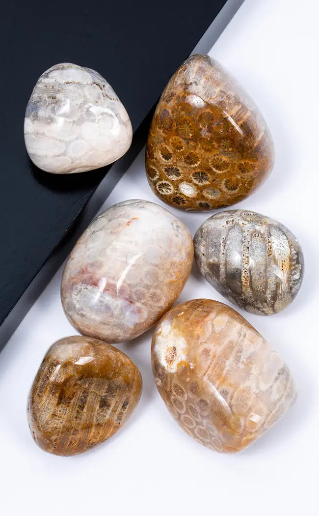 1/4 Lb Tumbled Turritella Elimia Agate Gemstones – 45-60 Fossil Specimens From Kentucky