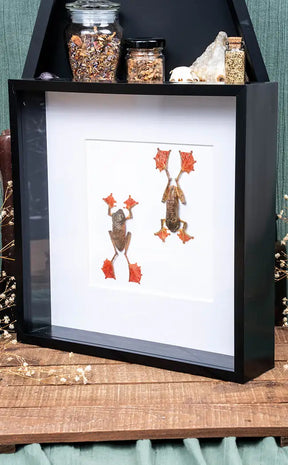 Two Tree Frogs in Shadow Box Frame