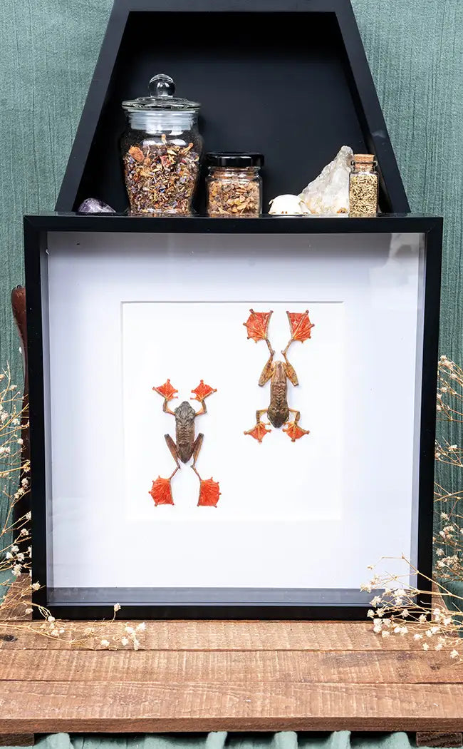 Two Tree Frogs in Shadow Box Frame