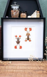Two Tree Frogs in Shadow Box Frame