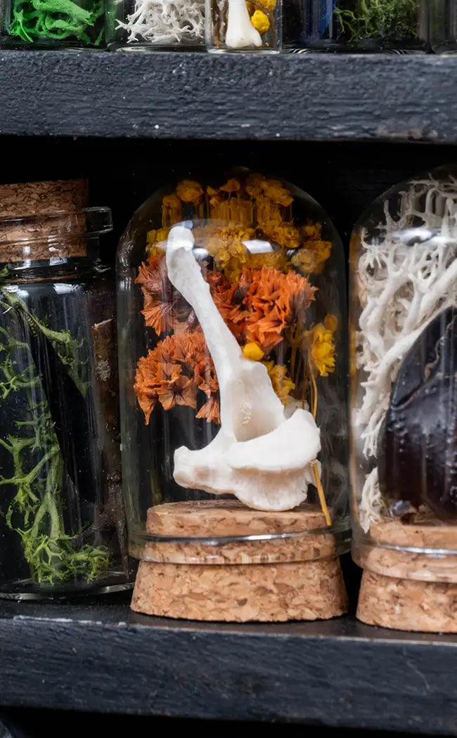 Unique Curiosity Vials | Bones