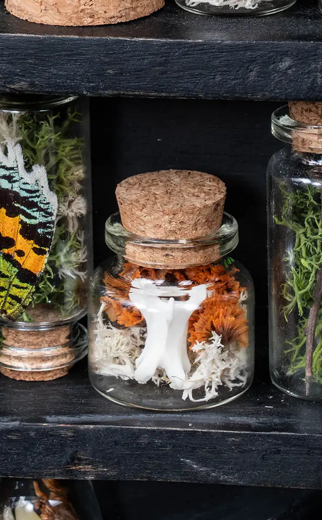 Unique Curiosity Vials | Bones