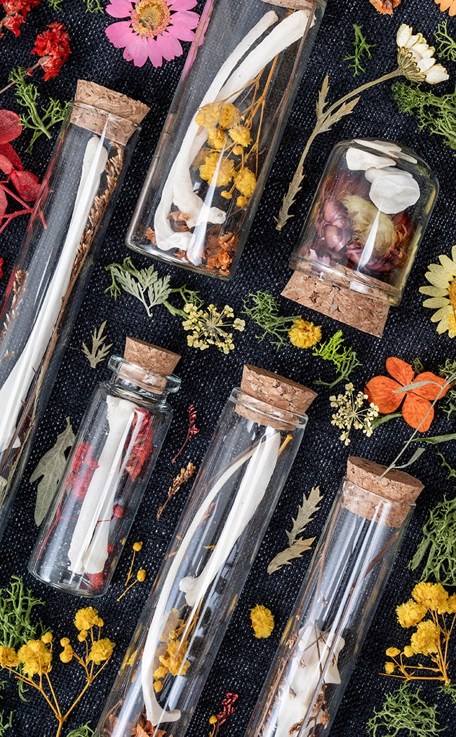 Unique Curiosity Vials | Bones
