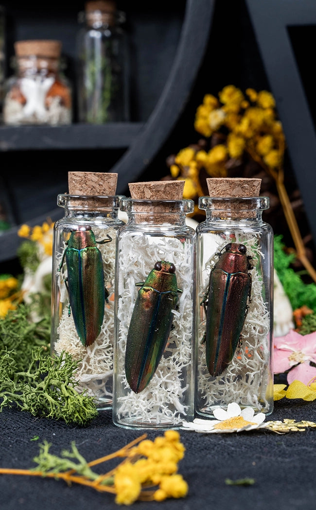 Unique Curiosity Vials | Bugs & Bits