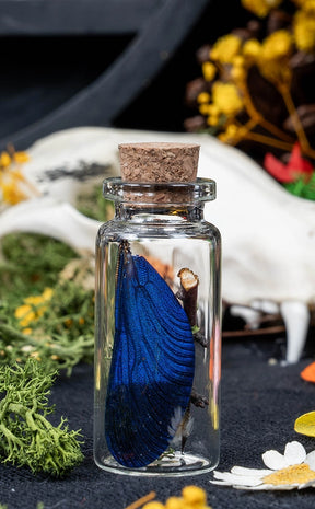 Unique Curiosity Vials | Bugs & Bits