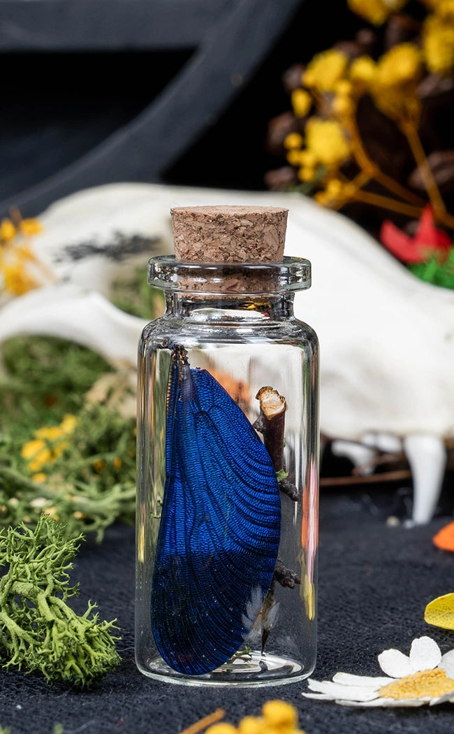 Unique Curiosity Vials | Bugs & Bits