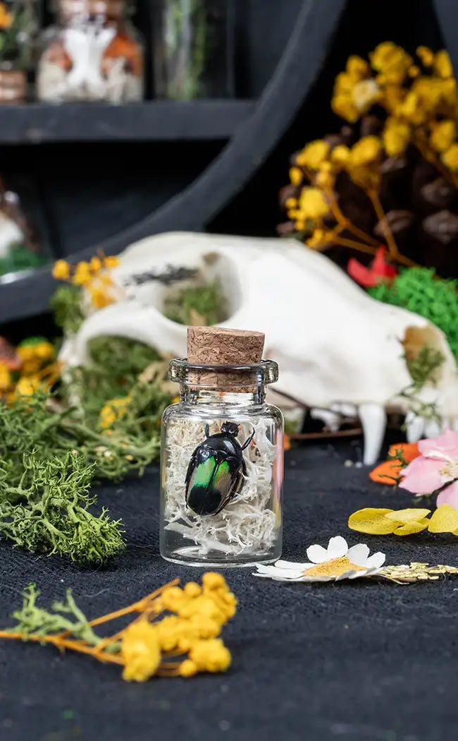 Unique Curiosity Vials | Bugs & Bits