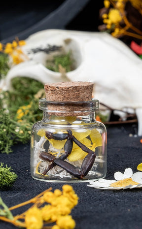 Unique Curiosity Vials | Scorpion & Spider