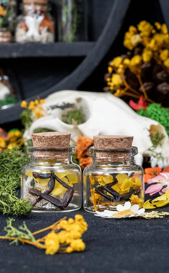 Unique Curiosity Vials | Scorpion & Spider