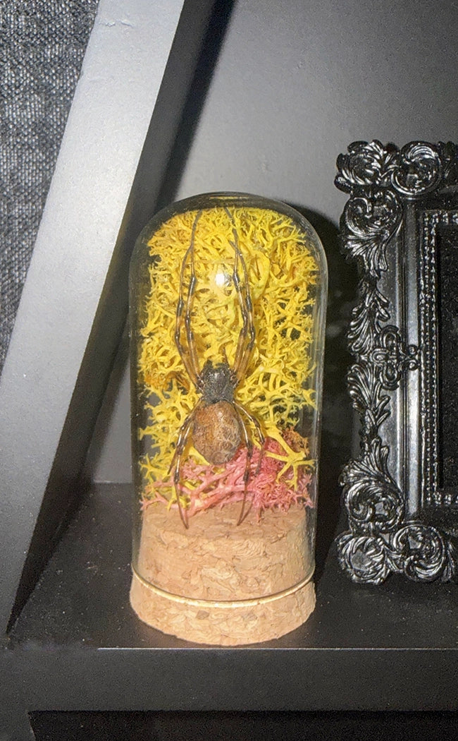 Unique Curiosity Vials | Scorpion & Spider